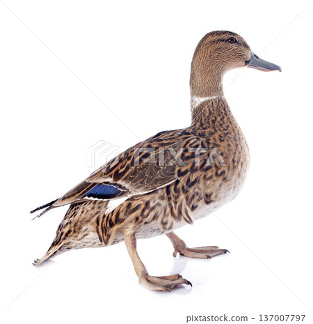 female duck female duck 137007797