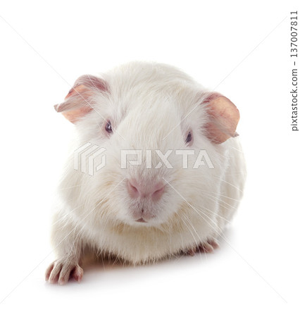 guinea pig in studio guinea pig in studio 137007811