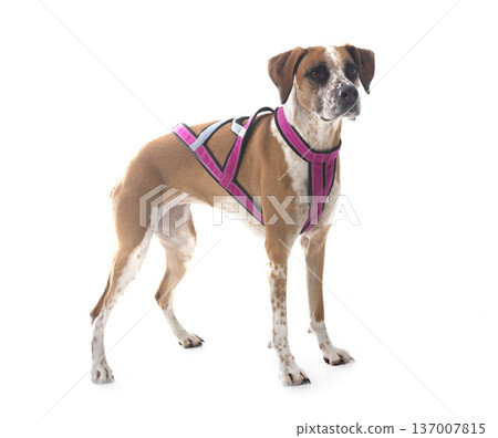 mixed-breed in studio 137007815