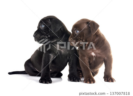 puppies bully XXL in studio 137007818