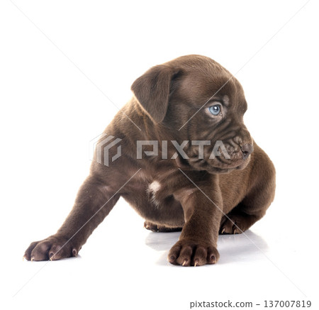puppy bully XXL in studio puppy bully XXL in studio 137007819