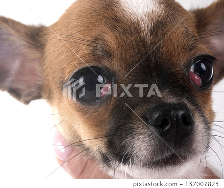 chihuahua in studio 137007823