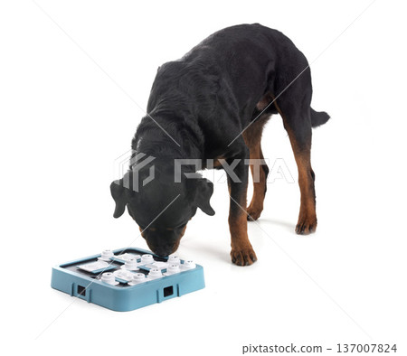 rottweiler in studio rottweiler in studio 137007824
