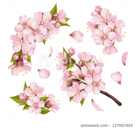 Pink Sakura Blossom Branches and Petals Set Pink Sakura Blossom Branches and Petals Set 137007883