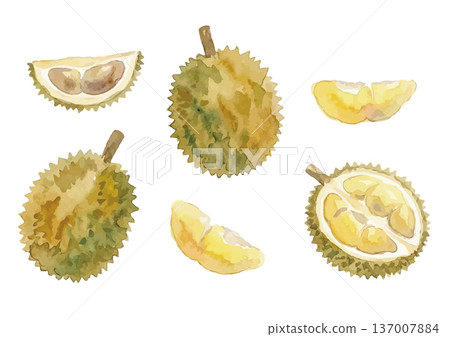 水彩風格的榴槤插畫 137007884