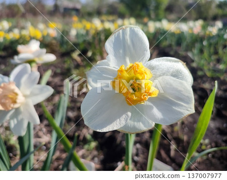 Blooming daffodil flower close up. Blooming narcissus with white yellow petal in inflorescence growing in ground on sunny spring day. Selection breeding flower. Agricultural farming gardening 137007977