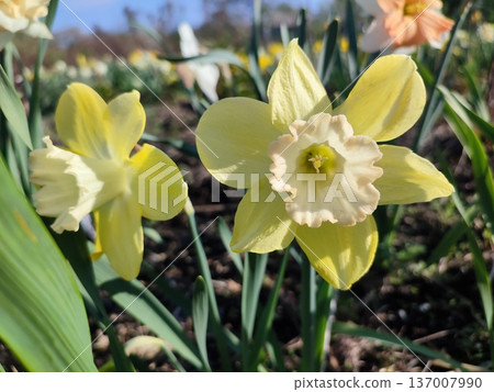 Blooming of daffodil flower close-up. Blossoming narcissus with yellow petal in inflorescence on green stem with leaves growing in ground on sunny spring day. Selection breeding. Agricultural Blooming of daffodil flower close-up. Blossoming narcissus with yellow petal in inflorescence on green stem with leaves growing in ground on sunny spring day. Selection breeding. Agricultural 137007990
