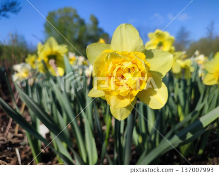 Beautiful blooming narcissus flower on sunny spring day. Varietal flower of narcissus variety Dick Wilden. Many yellow petals collected in inflorescence on green stem with leaves growing in flower bed Beautiful blooming narcissus flower on sunny spring day. Varietal flower of narcissus variety Dick Wilden. Many yellow petals collected in inflorescence on green stem with leaves growing in flower bed 137007993