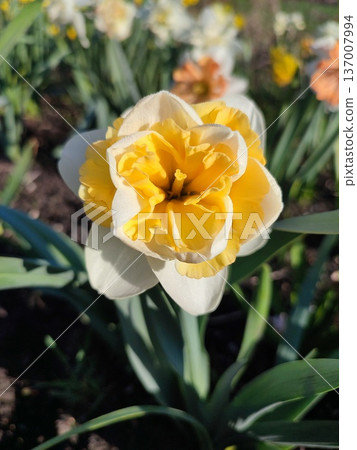 Blooming flower daffodil variety Golden Pearl with white yellow petals with stamens on green stem with leaves on background of narcissus flowers, and growing in ground in garden meadow on sunny spring 137007994