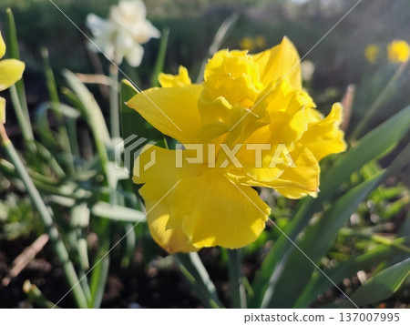 Blooming narcissus flower on sunny spring morning. Varietal flower of narcissus variety Sailorman. Many yellow petals collected in inflorescence on green stem growing in flower bed 137007995