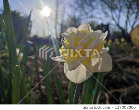 Blossoming flower of narcissus variety Young Devotion close-up. Blooming daffodil with white yellow petals in inflorescence on green stem with leaves growing in ground in garden on sunny spring day 137008000