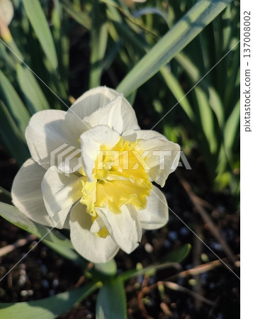 Beautiful blooming narcissus flower close up. Blooming daffodil flower with white and yellow petals with green leaves growing in black soil on a sunny spring day. Selection and breeding of flowers. 137008002