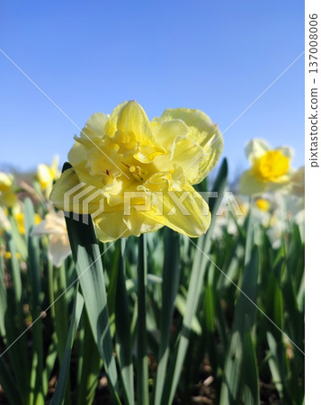 Blooming flower yellow daffodil variety Sailorman with yellow petals on background of blurred narcissus flowers and blue sky and growing in ground in garden meadow on sunny spring day. Nature Blooming flower yellow daffodil variety Sailorman with yellow petals on background of blurred narcissus flowers and blue sky and growing in ground in garden meadow on sunny spring day. Nature 137008006