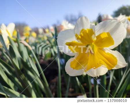 Blooming flower daffodil variety Split Corona Orangery with white and yellow petals with stamens on background of blurred narcissus flowers, and growing in ground in garden meadow on sunny spring day. 137008010