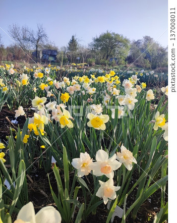 Blooming daffodil flowers with yellow, pink, white petals on green stem blooming and growing in ground in garden on sunny spring day. Selection breeding of flowers. Agricultural farming and gardening Blooming daffodil flowers with yellow, pink, white petals on green stem blooming and growing in ground in garden on sunny spring day. Selection breeding of flowers. Agricultural farming and gardening 137008011
