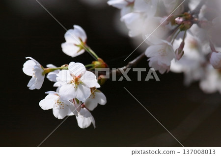 Pure cherry blossoms photographed in backlight Pure cherry blossoms photographed in backlight 137008013