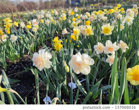 Blooming daffodil flowers with yellow, pink, white petals on green stem blooming and growing in ground in garden on sunny spring day. Selection breeding of flowers. Agricultural farming and gardening Blooming daffodil flowers with yellow, pink, white petals on green stem blooming and growing in ground in garden on sunny spring day. Selection breeding of flowers. Agricultural farming and gardening 137008016