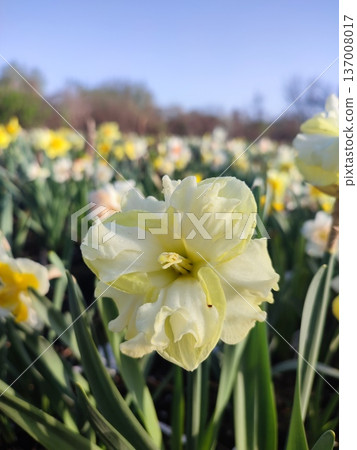 Blooming flower yellow daffodil variety Sunny Side Up with drops of morning dew on petals growing in ground in garden meadow on sunny spring day. Selection, breeding of flowers. Nature. Blue sky 137008017