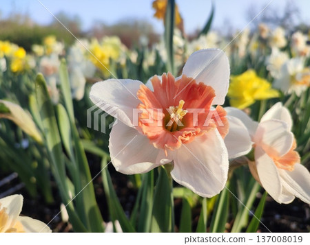Blooming flower daffodil variety Riot with white and orange red petals with stamens and drops of morning dew growing in ground in garden meadow, sunny spring day. Blooming flower daffodil variety Riot with white and orange red petals with stamens and drops of morning dew growing in ground in garden meadow, sunny spring day. 137008019