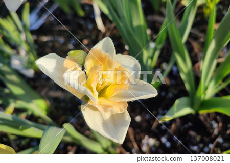 Narcissus Casanova. Blooming daffodil flower with white orange petals on green stem growing in black soil on sunny spring day. Selection breeding of flowers. Agricultural farming and gardening 137008021
