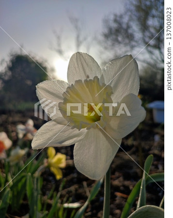 Blooming varietal flower narcissus variety Ice Follies. Flower daffodils with white petals in inflorescence with green stem leaves growing in ground on sunny spring morning. Selection breeding flowers Blooming varietal flower narcissus variety Ice Follies. Flower daffodils with white petals in inflorescence with green stem leaves growing in ground on sunny spring morning. Selection breeding flowers 137008023