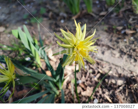 Blooming daffodil flower Rip Van Winkle on spring evening. Yellow petals of narcissus collected in an inflorescence on green stem with leaves illuminated by rays of evening sun. Blooming daffodil flower Rip Van Winkle on spring evening. Yellow petals of narcissus collected in an inflorescence on green stem with leaves illuminated by rays of evening sun. 137008027