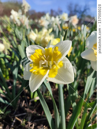 Blooming blossomed flower narcissus close-up. Blooming varietal narcissus with white yellow petal in inflorescence with stamens on green stem with leaves growing in ground on sunny spring day Vertical 137008028
