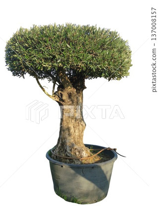 Olive tree bonsai potted plant with green foliage Olive tree bonsai potted plant with green foliage 137008157