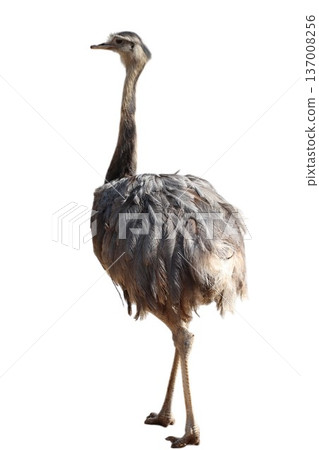 Greater rhea flightless bird standing looking left 137008256