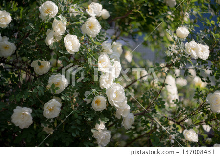 A bush of delicate pink garden roses A bush of delicate pink garden roses 137008431