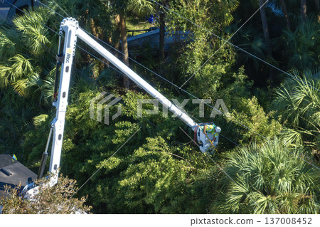 Vegetation trimming around power line. Municipal electrician worker cut tree branches eliminating the breakage of the electric grid wires Vegetation trimming around power line. Municipal electrician worker cut tree branches eliminating the breakage of the electric grid wires 137008452
