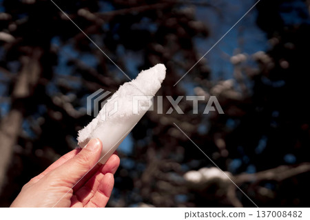 Hand holding snow covered frozen branch outdoors Hand holding snow covered frozen branch outdoors 137008482