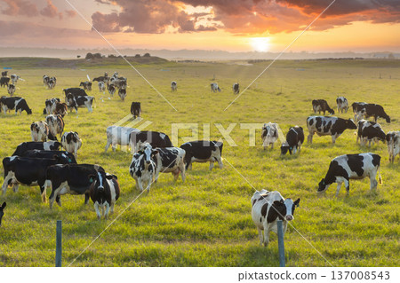 Free range milk cows grazing on farm pasture. Feeding of cattle on farmland grassland Free range milk cows grazing on farm pasture. Feeding of cattle on farmland grassland 137008543