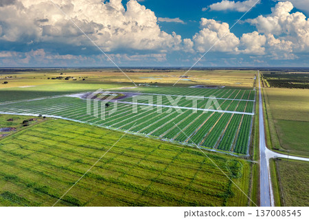 Green ripening agricultural field with growing crop culture in Florida, USA. Farmland landscape in summer season. Farming and agriculture industry 137008545