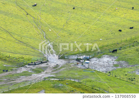 Herd of dairy cattle grazing in pasture field. Milk cows on green farm grassland in Florida 137008550