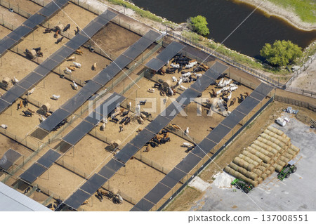 Aerial view of feed yard with meat cows. Feeding of cattle on farm feedlot 137008551