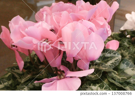 Pink cyclamen donated by an agricultural high school in Iwate Prefecture Pink cyclamen donated by an agricultural high school in Iwate Prefecture 137008766