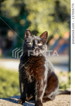 Black Cat Looking at Camera Black Cat Looking at Camera 137008770