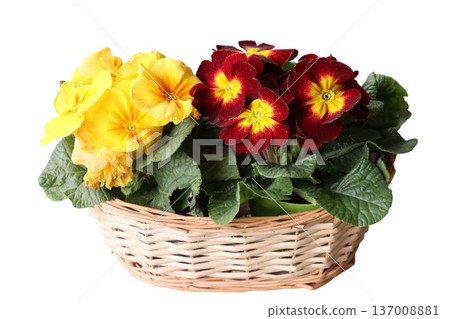 Spring primroses blooming in wicker basket gift Spring primroses blooming in wicker basket gift 137008881