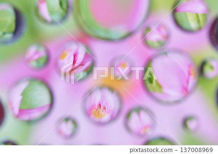 Close-up of pink flowers through water droplets creating a dreamy, vibrant, abstract pattern Close-up of pink flowers through water droplets creating a dreamy, vibrant, abstract pattern 137008969