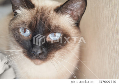 Siamese cat with bright blue eyes relaxing indoors 137009110