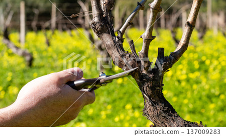 Farmer pruning the vine in winter. Agriculture. Farmer pruning the vine in winter. Agriculture. 137009283