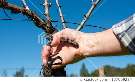 Farmer pruning the vine in winter. Agriculture. 137009284