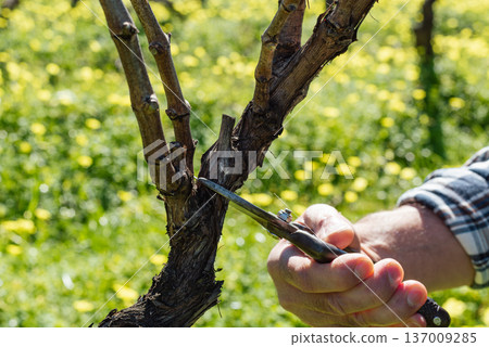 Farmer pruning the vine in winter. Agriculture. Farmer pruning the vine in winter. Agriculture. 137009285