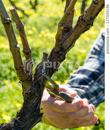 Farmer pruning the vine in winter. Agriculture. 137009286