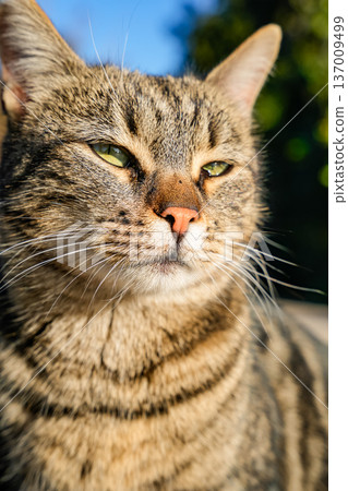 Close-Up of Tabby Cat Face in Sunlight Close-Up of Tabby Cat Face in Sunlight 137009499