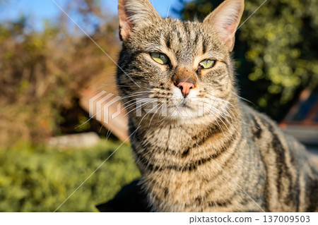 Medium View of Tabby Cat Face in Sunlight 137009503