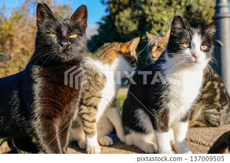 Three Cats Sitting on Street Side View 137009505