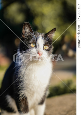 Black and White Cat Sitting Outdoors Looking Away Black and White Cat Sitting Outdoors Looking Away 137009507