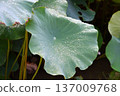 Lotus leaf with water droplets 137009768
